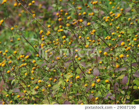Kosendangusa Kosendangusa 29087190