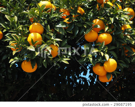 甜蜜的夏天 29087195