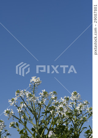 Daikon flower 29087801