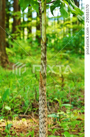 A long pseudo-stem / longitudinal position of a cocklebush which is stamped with mottled patterns which are said to resemble unusual wild grass · spotted mottle 29088370