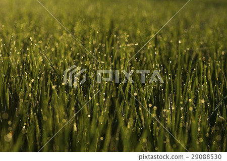 Green grass with water blurred background Green grass with water blurred background 29088530