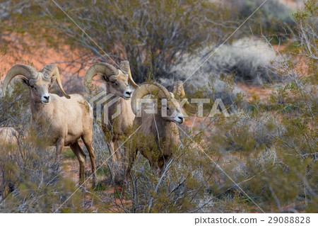 Desert bighorn Sheep Rams Desert bighorn Sheep Rams 29088828