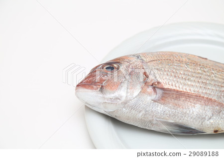 海鯛白背 29089188
