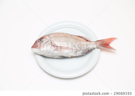 海鯛白背 海鯛白背 29089193