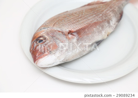 海鯛白背 29089234