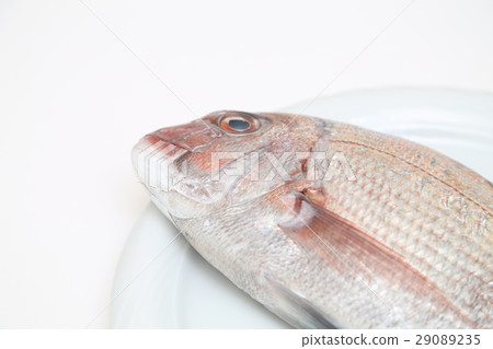 Sea bream white back 29089235