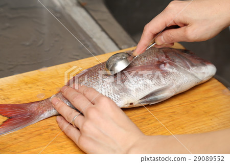 海鯛烹飪秤 海鯛烹飪秤 29089552