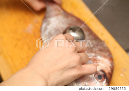 Preparing the snapper cake 29089553