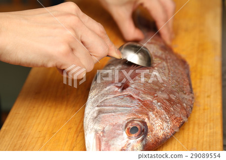 準備鯛魚蛋糕 準備鯛魚蛋糕 29089554