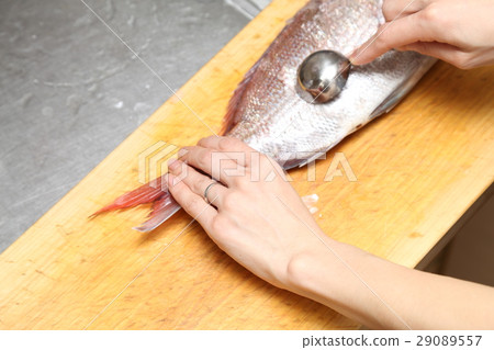準備鯛魚蛋糕 29089557
