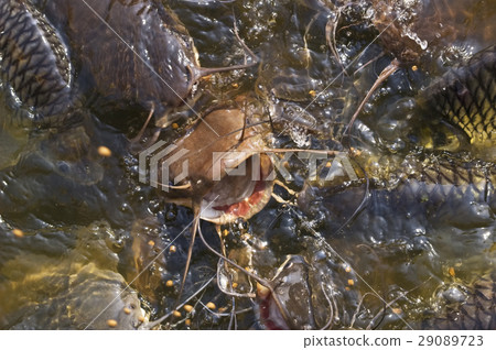 Catfish feeding 29089723