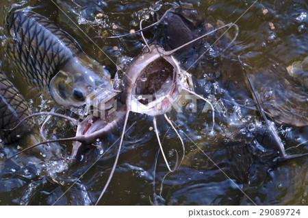 Catfish feeding 29089724