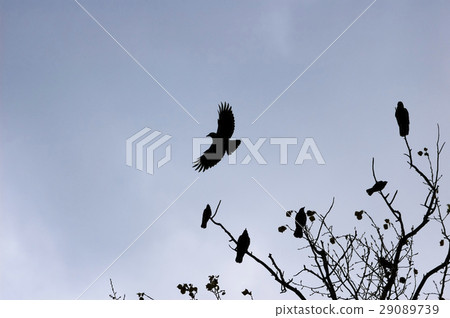 Crow flock silhouettes 29089739
