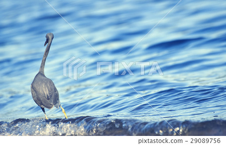 Little blue heron (Egretta caerulea) Little blue heron (Egretta caerulea) 29089756
