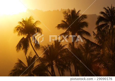 Sunset palms Sunset palms 29090176