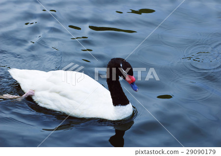 Black-necked Swan Black-necked Swan 29090179