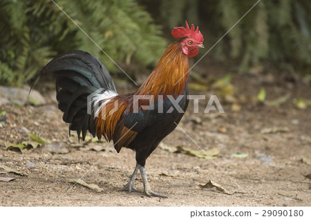 Thai cock Thai cock 29090180