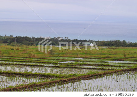 海稻田 29090189