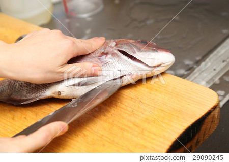 準備鯛魚蛋糕 29090245