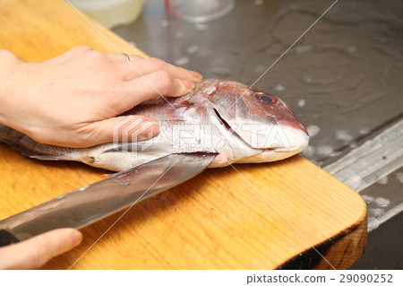 準備鯛魚蛋糕 29090252