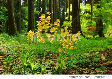 日本野花·美麗的花·日本本土物種chinene和chybinae的天然插層物種Takane ebine的景觀位置 日本野花·美麗的花·日本本土物種chinene和chybinae的天然插層物種Takane ebine的景觀位置 29090388