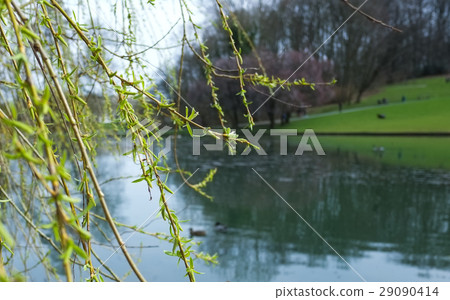 Willow sprout 29090414
