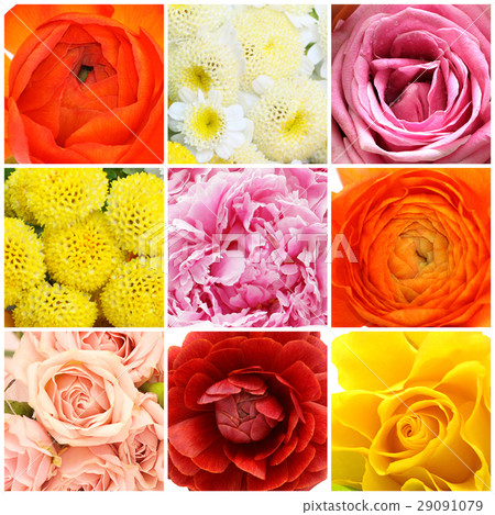 beautiful flowers collage 29091079