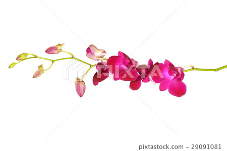 violet orchids flower violet orchids flower 29091081