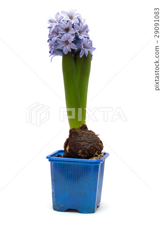blue flower hyacinth in a pot isolated blue flower hyacinth in a pot isolated 29091083