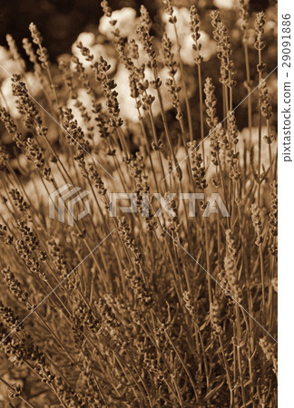 Lavender flowers as background. In Sepia toned 29091886