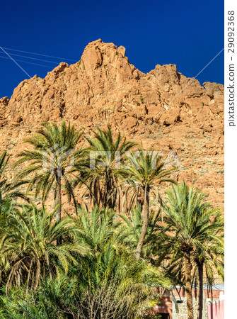 Palm trees at Todgha Gorge, a canyon in the Atlas 29092368