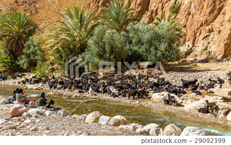 Herd of goats at the Todra River, Morocco Herd of goats at the Todra River, Morocco 29092399