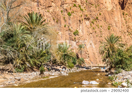 Herd of goats at the Todra River, Morocco Herd of goats at the Todra River, Morocco 29092400