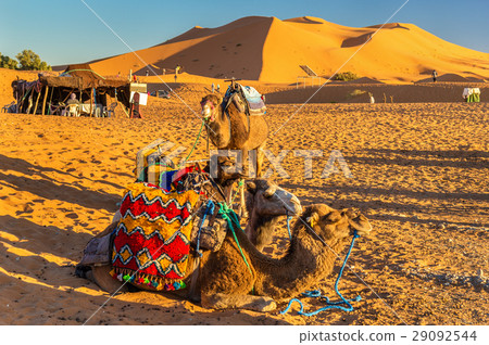 Dromedary camels resting at Erg Chebbi dunes of Dromedary camels resting at Erg Chebbi dunes of 29092544