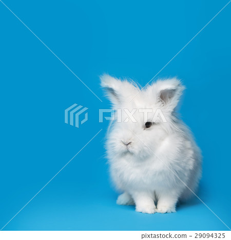 Video of white rabbit on blue screen Video of white rabbit on blue screen 29094325
