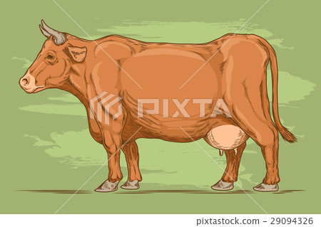 retro illustration of a cow. 29094326