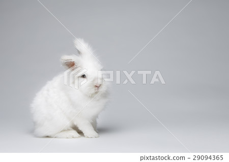 white rabbit white rabbit 29094365