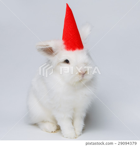 white rabbit white rabbit 29094379