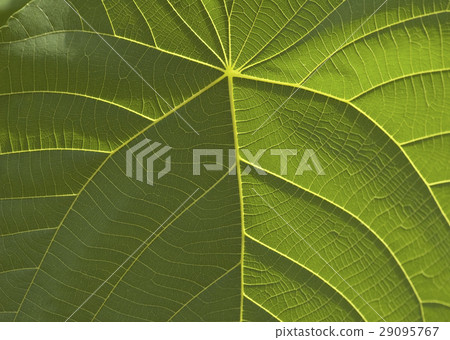 Green leaf Green leaf 29095767