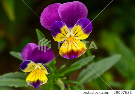 Flowers of pansies against the background Flowers of pansies against the background 29097628