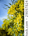 Close up of yellow acacia tree on the nature 29097824