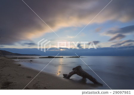 tree branch  29097981