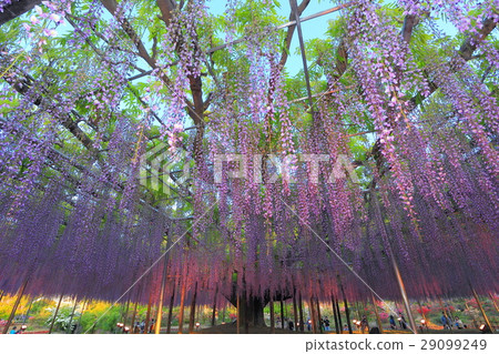 Ashikaga Flower Park Wisteria Ashikaga Flower Park Wisteria 29099249