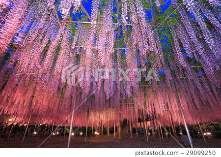 Ashikaga Flower Park Fuji Light Up 29099250