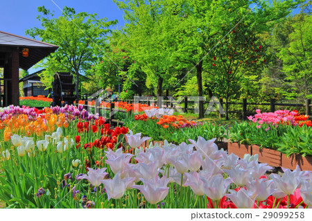 礪波鬱金香公園 礪波鬱金香公園 29099258