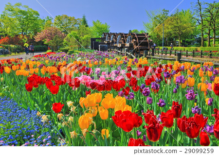 Tonami Tulip Park Tonami Tulip Park 29099259