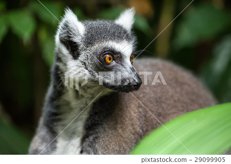 Closeup photo of lemur Closeup photo of lemur 29099905