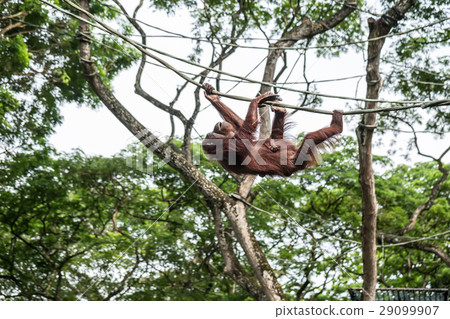 Orangutan is climbing on rope 29099907