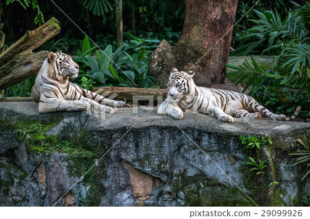 White tigers in zoo White tigers in zoo 29099926