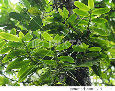 附生植物 蘭花 野生蘭 附生蘭 29100988